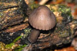 Simocybe.sumptuosa.-.lindsey.jpg