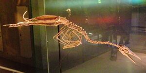 Skeleton of Parahesperornis alexi.jpg