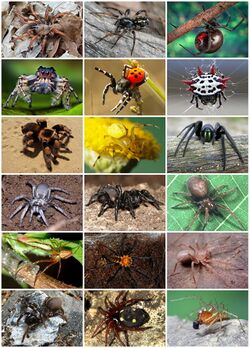 Spiders Diversity.jpg