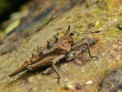 Spiky Grouse Locust (Discotettix belzebuth) (6747966773).jpg