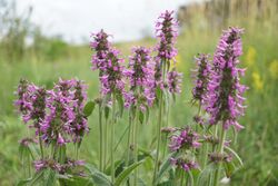 Stachys officinalis (44558415335).jpg