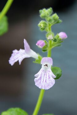 Suzukia luchuensis 02.jpg