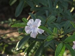 Tabebuia maxonii (6466247615).jpg