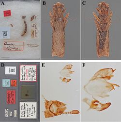 The-type-material-of-Mantodea-(praying-mantises)-deposited-in-the-National-Museum-of-Natural-zookeys-433-031-g002.jpg