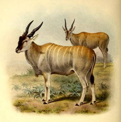 The book of antelopes (1894) Taurotragus oryx livingstonii.png