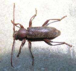 Trichoferus campestris.jpg