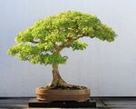 Trident Maple bonsai 52, October 10, 2008.jpg