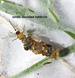 Uenoid caddisfly larva, Neophylax concinnus (8576349024).jpg
