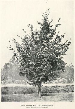 Ulmus montana, With., var. 'Canadian Giant,' State Nursery, Campbelltown.jpg