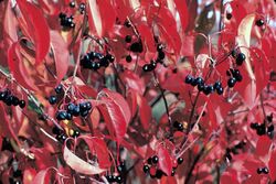 Viburnum lentago NRCS-005.jpg