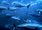 Yellowfin tuna nurp.jpg