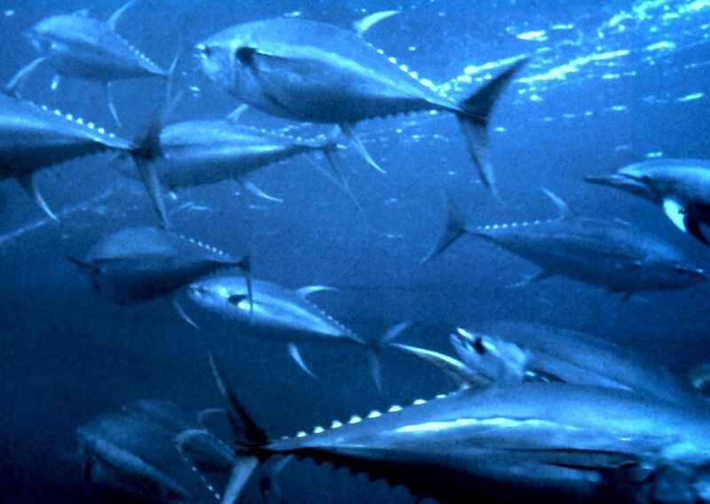 File:Yellowfin tuna nurp.jpg
