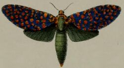 03-Zeuzera stephania=Eulophonotus stephania (Druce, 1887).JPG