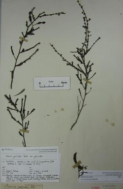 Acacia galioides Benth. (AM AK74901) (cropped).jpg