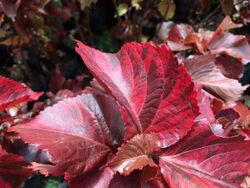 Acalypha Flamengueira2.JPG