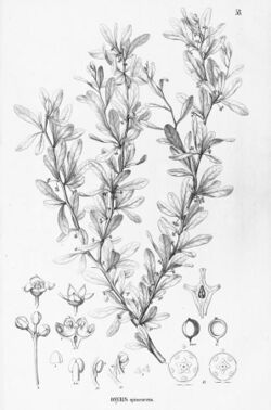 Acanthosyris spinescens as Osyris spinescens.jpg