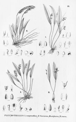 Acianthera auriculata (as Pleurothallis compressiflora) - Pleurothallis wawraeana - Pleurothallis sulphurea -.jpg