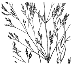 Agrostis oregonensis drawing.png