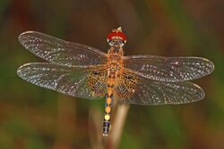 Amanda's Pennant - Celithemis amanda, Green Swamp, Supply, North Carolina - 29721127692.jpg