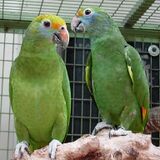 Amazona dufresniana -two captive-8a-2c.jpg