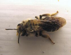 Andrena erythronii female.jpg