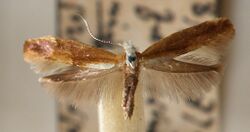 Argyresthia.albistria.mounted.jpg