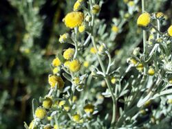 Artemisia alba ssp nevadensis StemandFlowers2.jpg