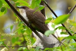 Black-billed Cuckoo (13883974479).jpg