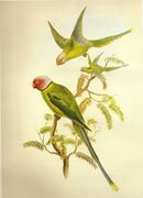 Drawing of two green parrots with darker wings, one with a white head and red cheeks