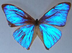 Brasilianischer Schmetterling f8-1.JPG