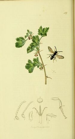 Britishentomologyvolume4Plate419.jpg