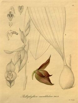 Bulbophyllum mandibulare - Xenia 3 pl 271.jpg