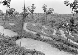 COLLECTIE TROPENMUSEUM Jonge rubberaanplant met Calopogonium TMnr 10012789.jpg