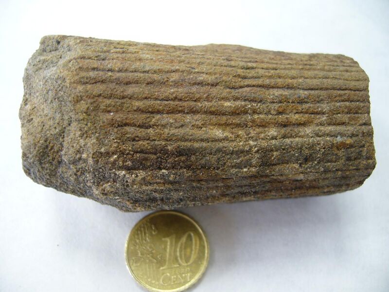 File:Calamites sp.1 - Carbonifero.JPG