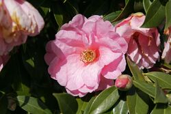 Camellia 'Donation' flower 1.jpg