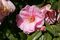 Camellia 'Donation' flower 1.jpg