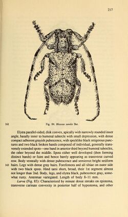 Cerambycidae of Northern Asia (Page 217) BHL32145617.jpg