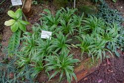 Chlorophytum laxum (Chlorophytum bichetii) - Flora park - Cologne, Germany - DSC00701.jpg