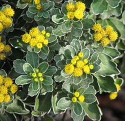 Chrysanthemum pacificum.jpg