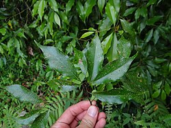 Cinnamomum philippinense Leaves 1.jpg
