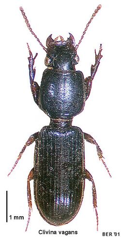 Clivina vagans.jpg