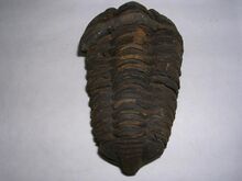 Colpocoryphe grandis.3 - Fosil.JPG