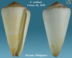 Conus coelinae 2.jpg