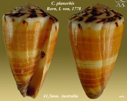 Conus planorbis 1.jpg