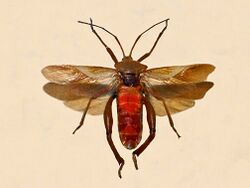 Coreidae - Plectropoda cruciata.JPG