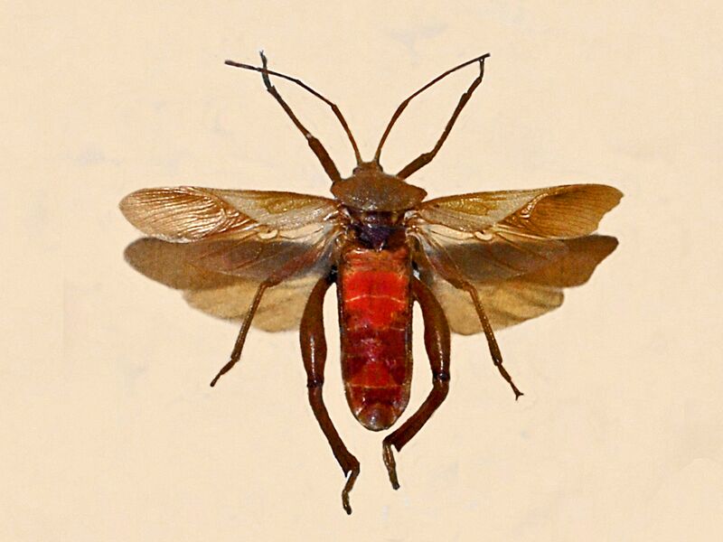 File:Coreidae - Plectropoda cruciata.JPG