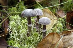 Cortinarius hemitrichus - Lindsey.jpg