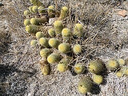 Coryphantha erecta (5740333479).jpg