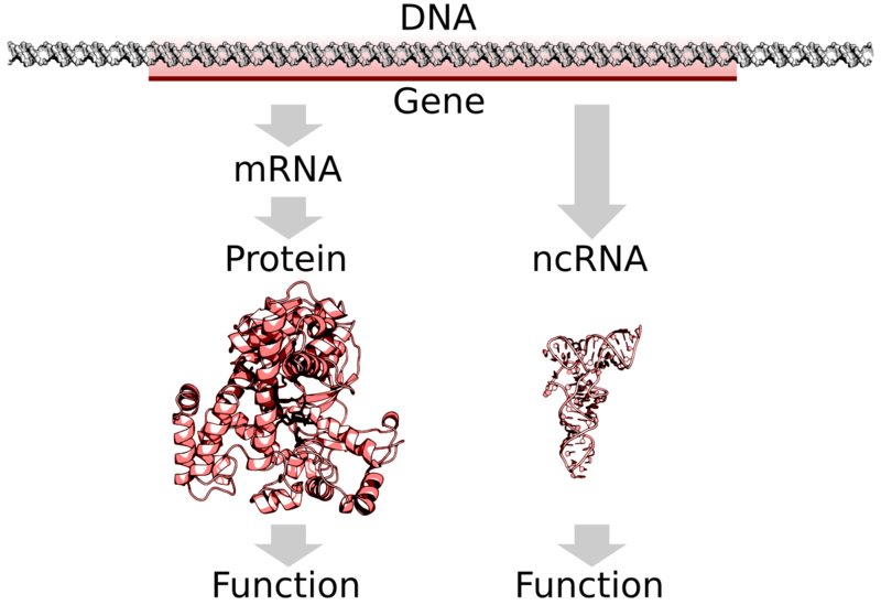 File:DNA to protein or ncRNA.svg
