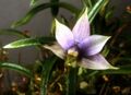 Dendrobium cyanocentrum Orchi 072.jpg